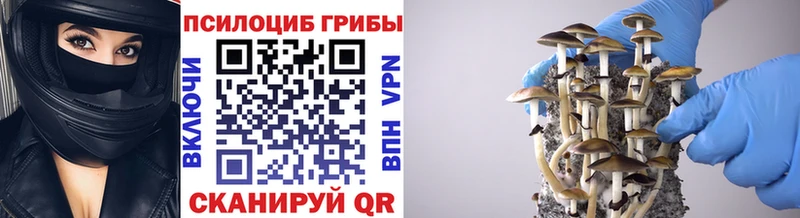 Галлюциногенные грибы Psilocybine cubensis купить сайты Великий Новгород